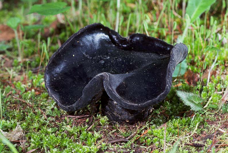 Urnula padeniana
